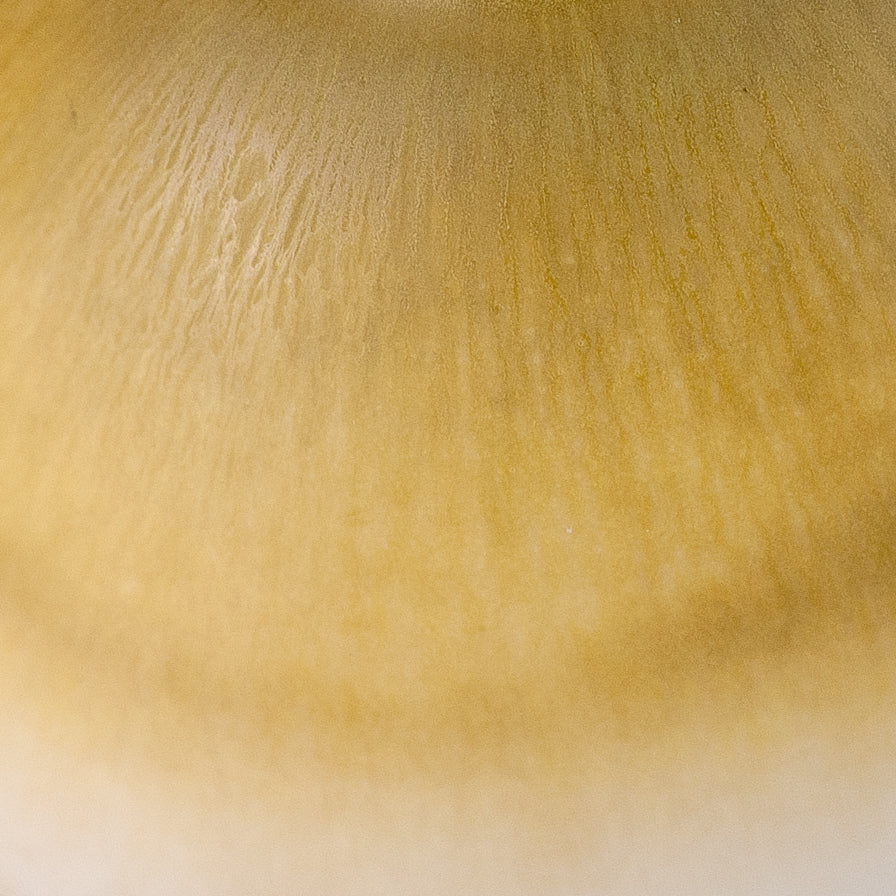 Bowl, Berndt Friberg, Gustavsberg, Sweden. 1940s.