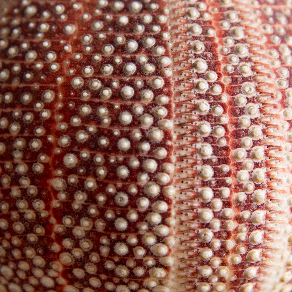 Unique Pair of Sea Urchin Table Lamps, 1970s.