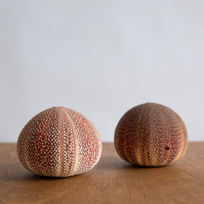 Unique Pair of Sea Urchin Table Lamps, 1970s.