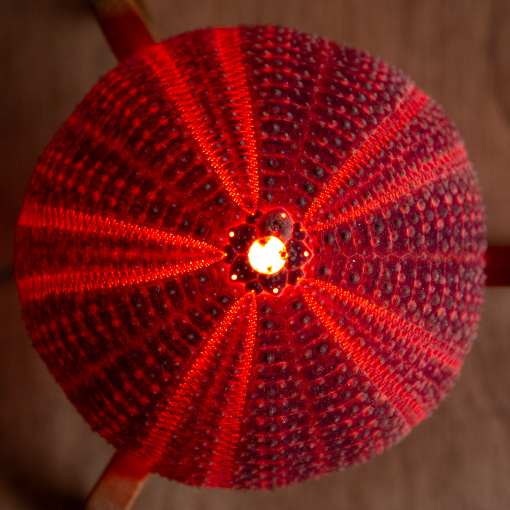 Unique Pair of Sea Urchin Table Lamps, 1970s.