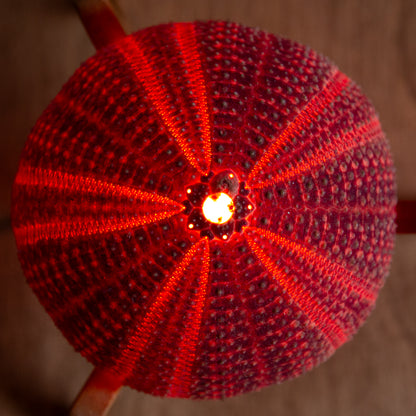 Unique Pair of Sea Urchin Table Lamps, 1970s.